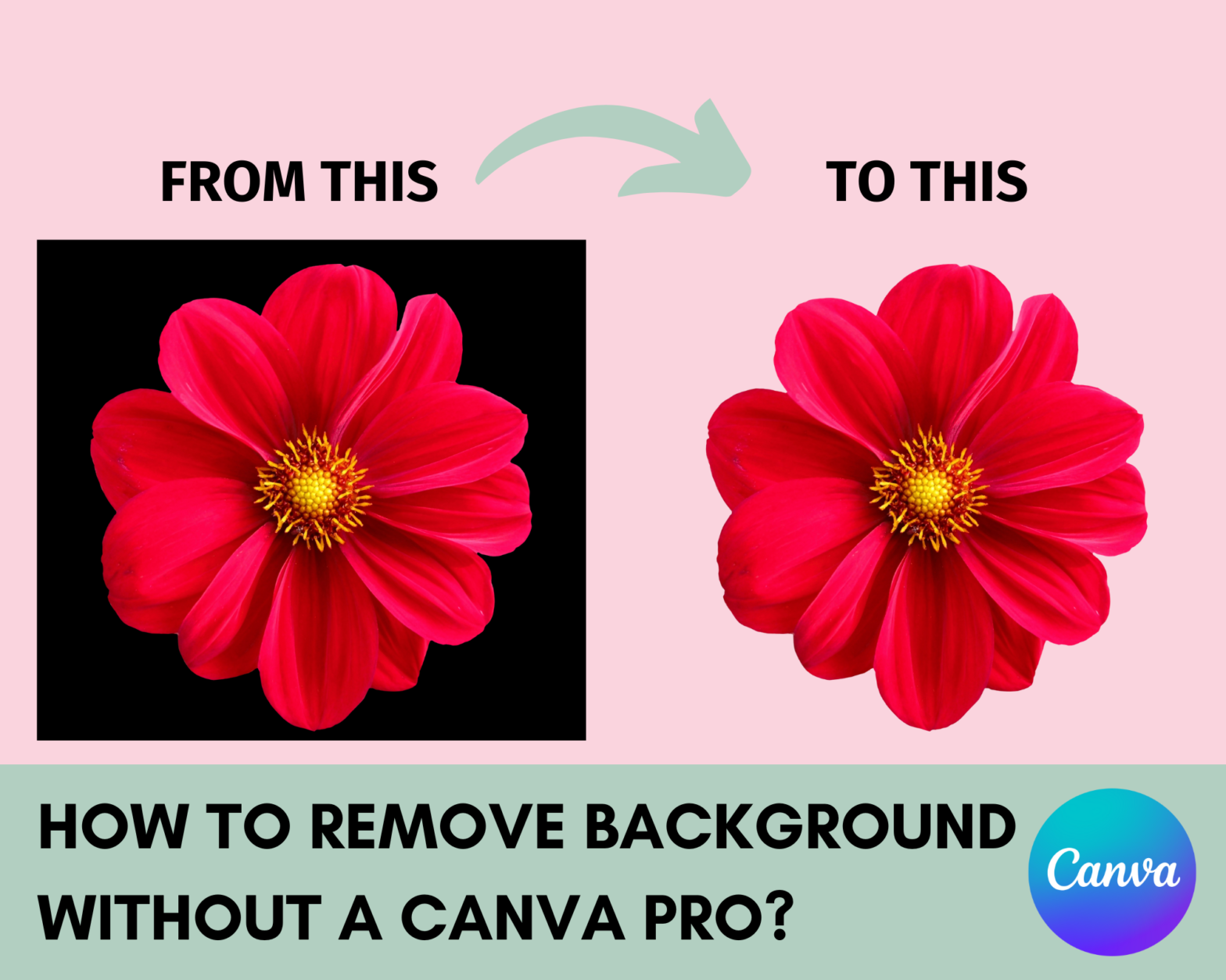 How to Remove Background without Canva Pro